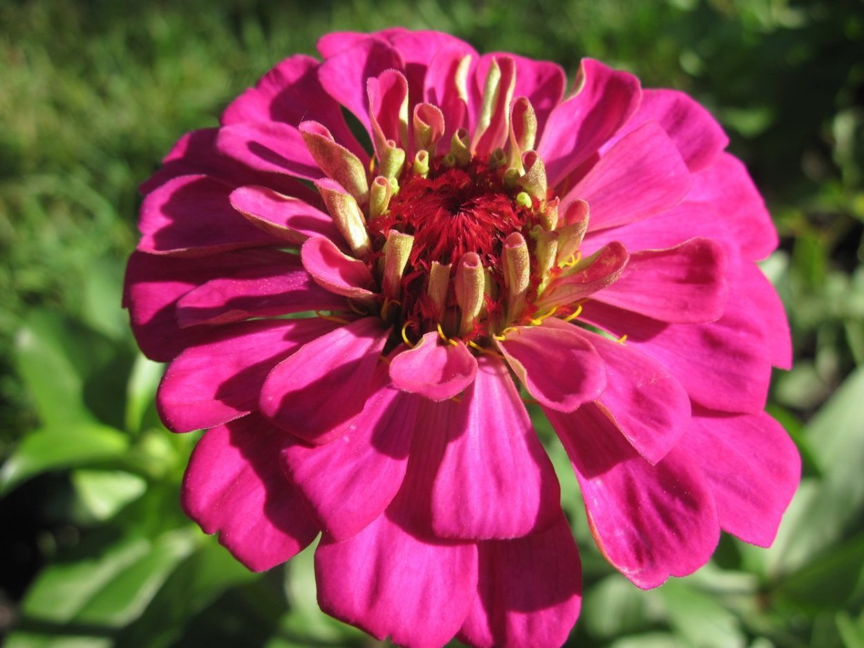 Майорчики цветы