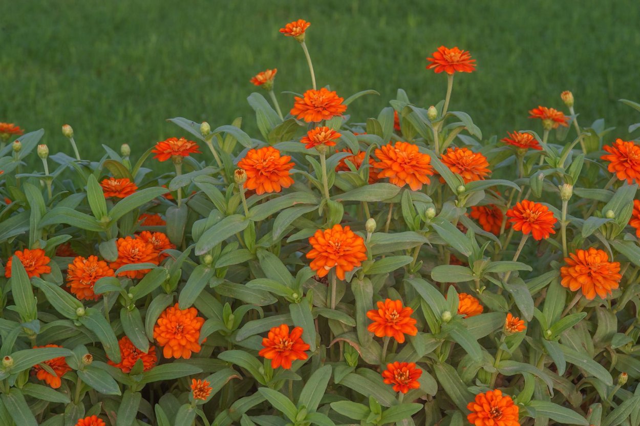 Циния ромашковидная