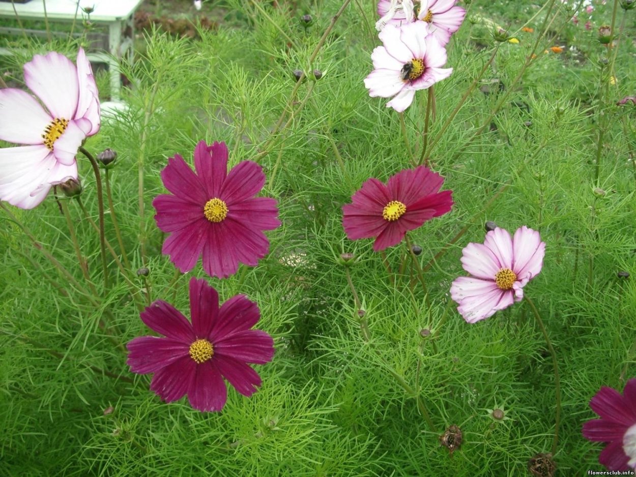 Названия простых дачных цветов