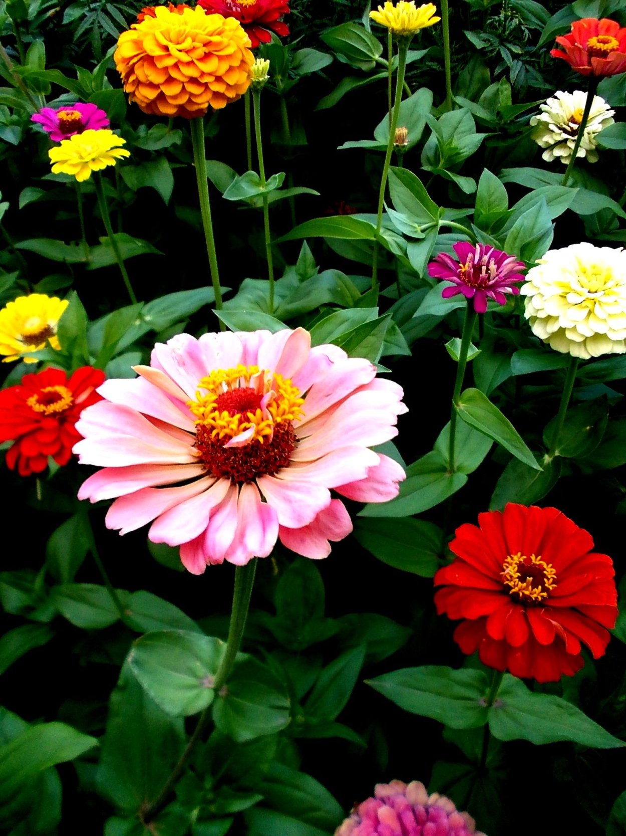 Цинния георгиноцветковая