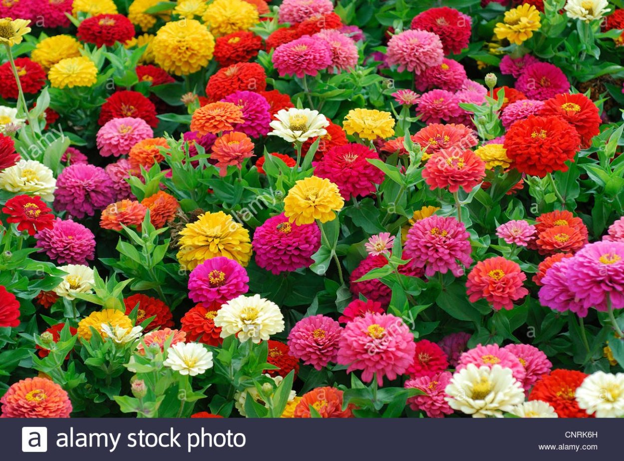 Цинния Циннита микс