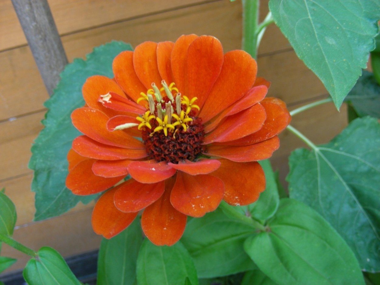 Цинния майорчики