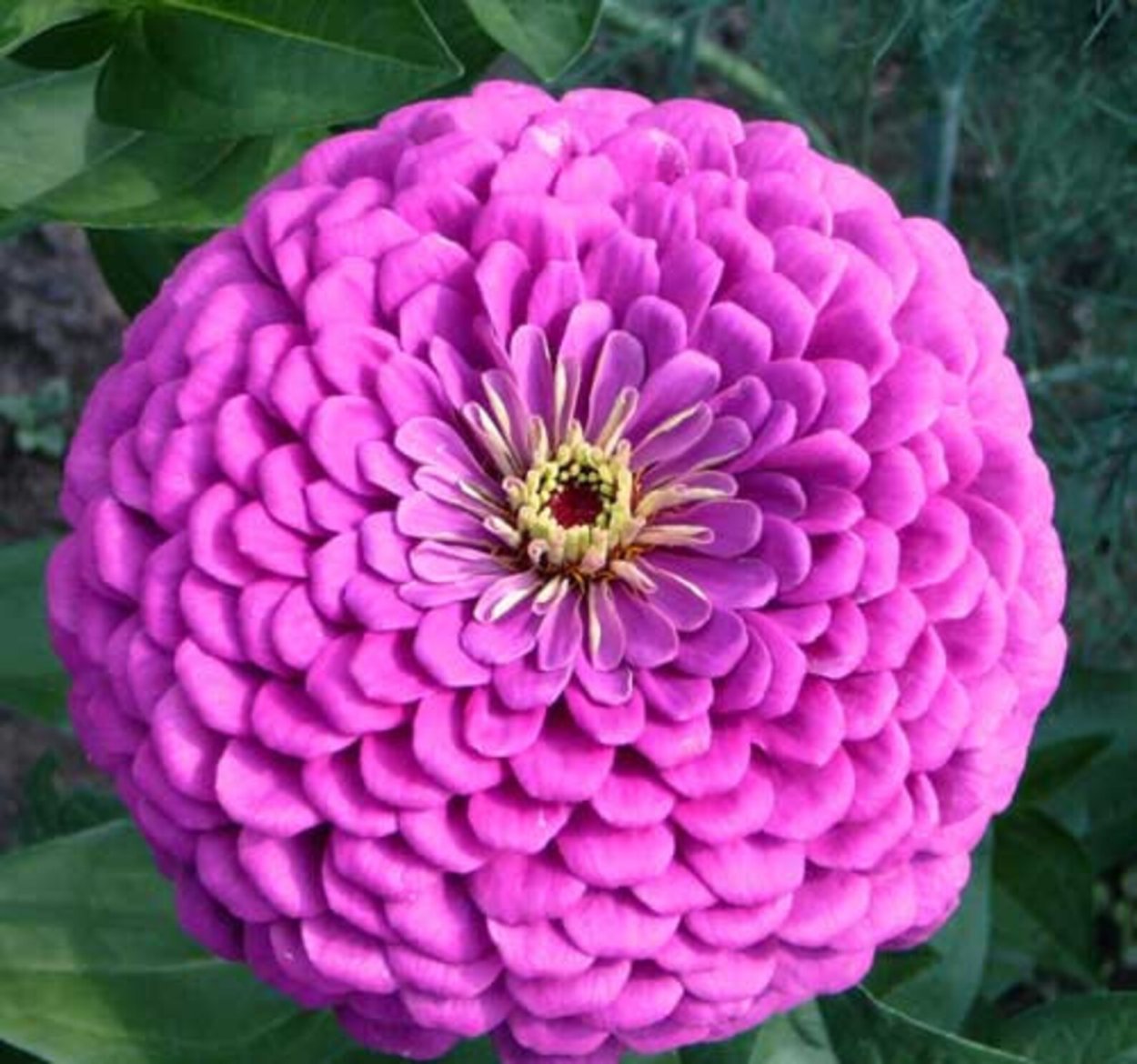 Циния кустовая низкорослая Моника