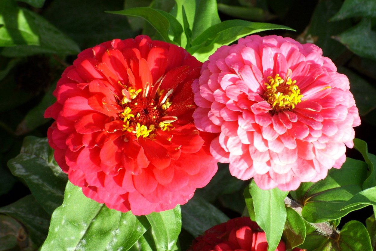 Циния Примавера