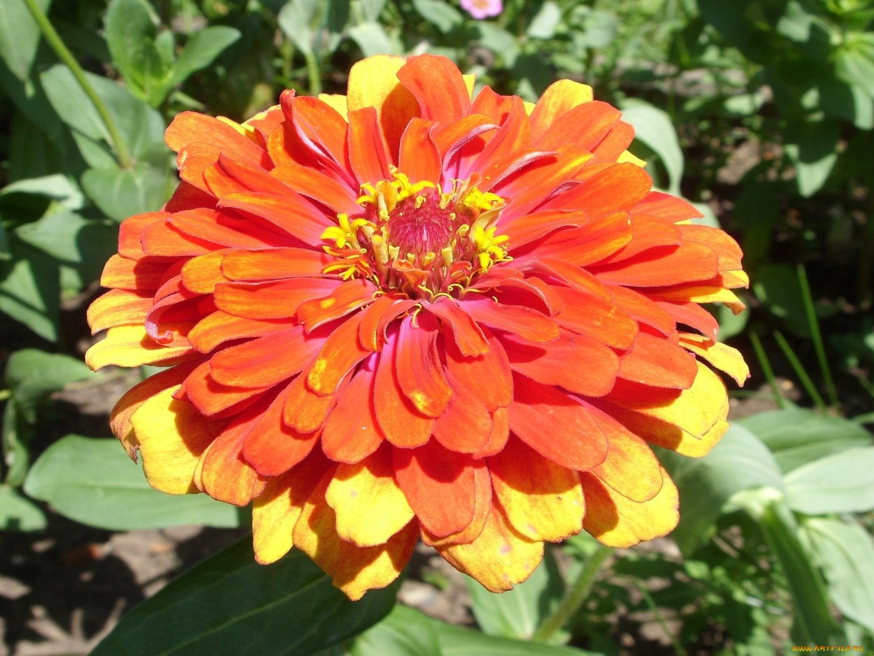 Годеция Сибил Шервуд