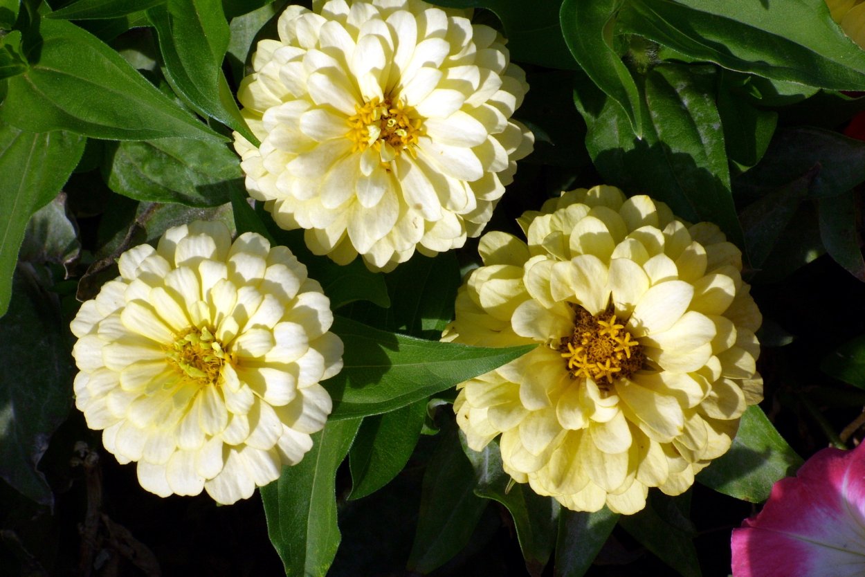 Цинния гиганты Бенари