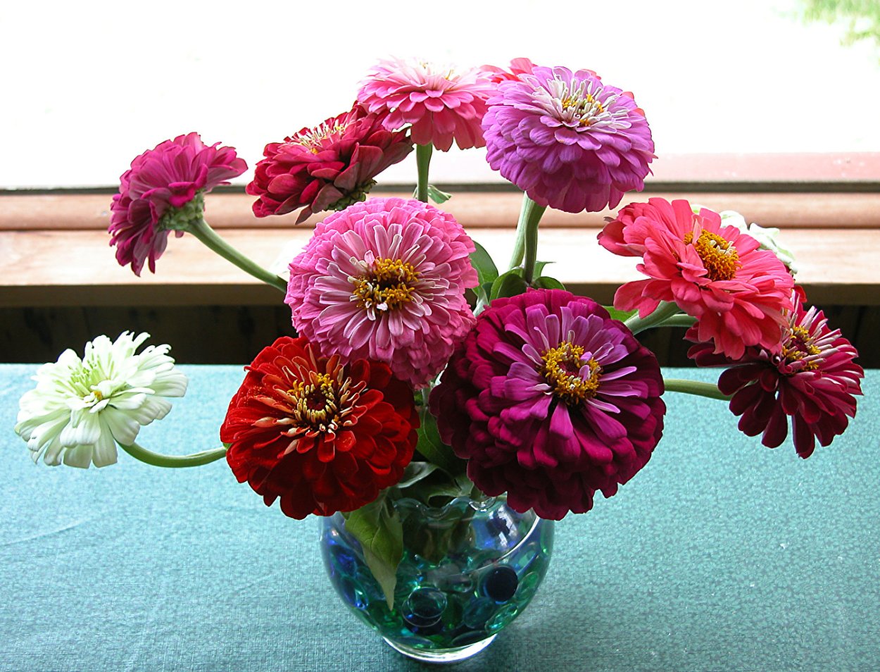 Цинния Лавандовая мечта