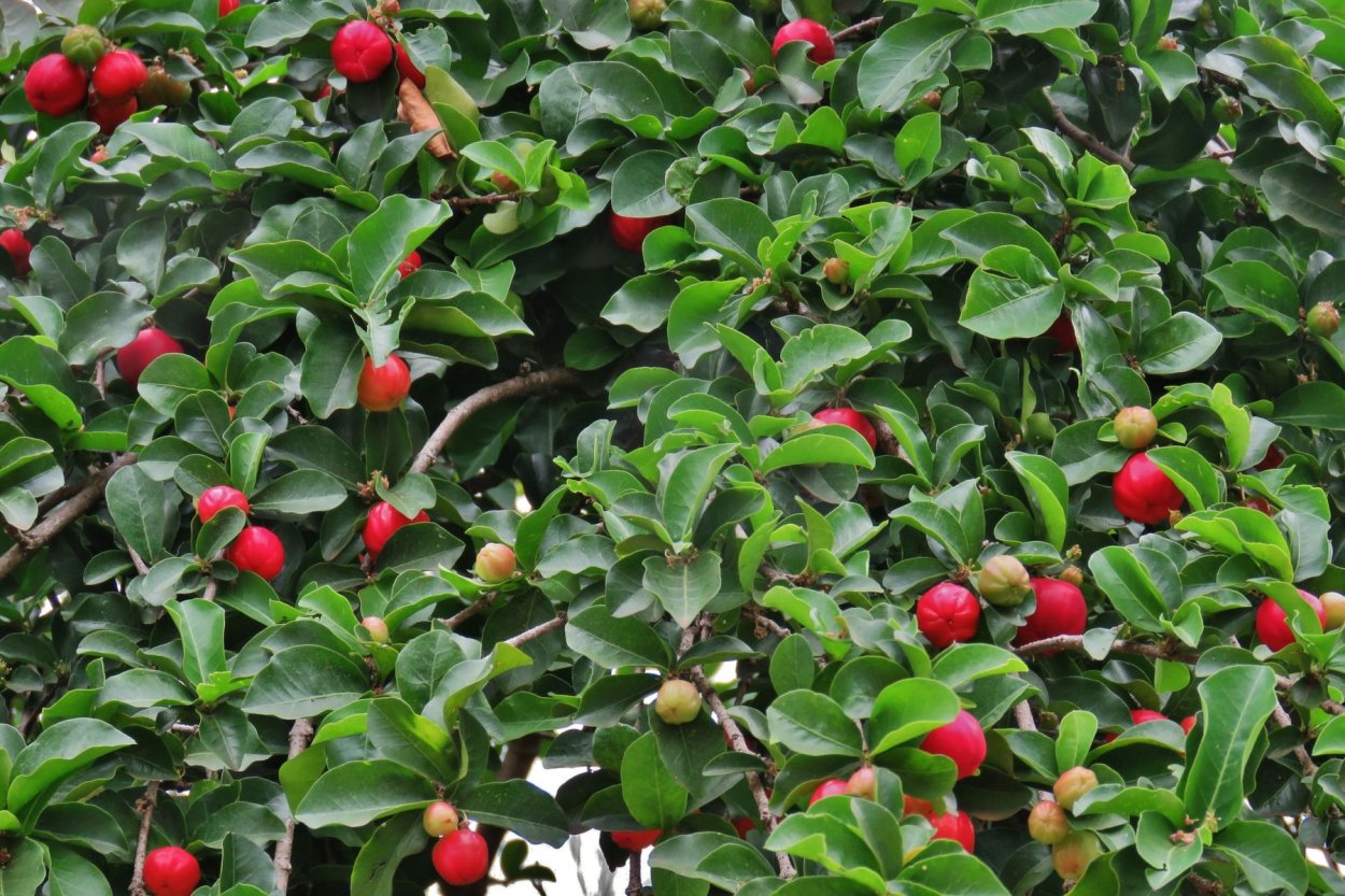 Мальпигией гранатолистной