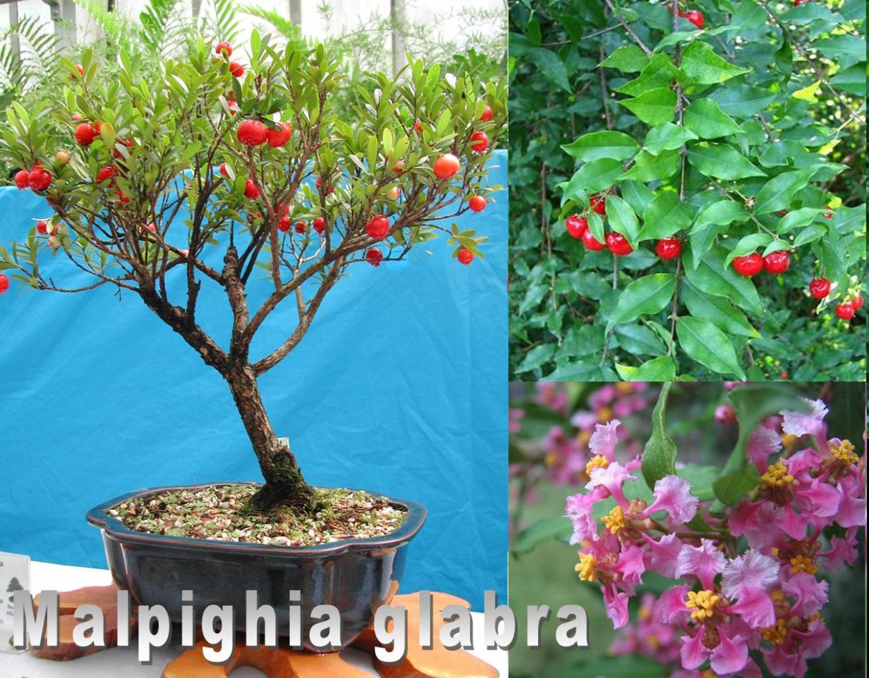 Мальпигия барбадосская вишня