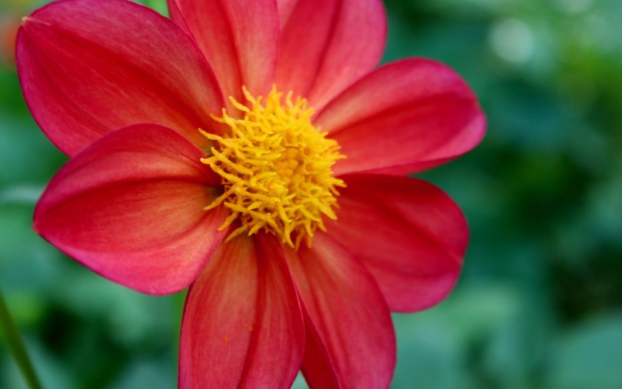 Алексей Филимонов Майорчик