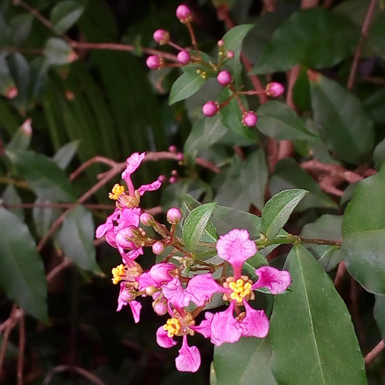 Черри бонсай