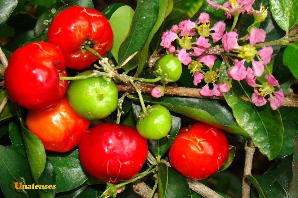 Ацерола барбадосская вишня