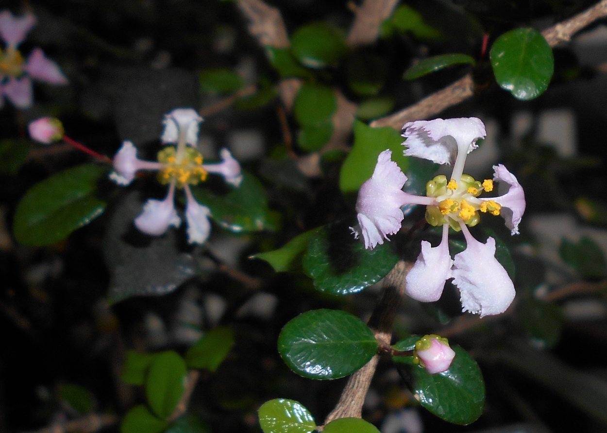 Мальпигия Багряная