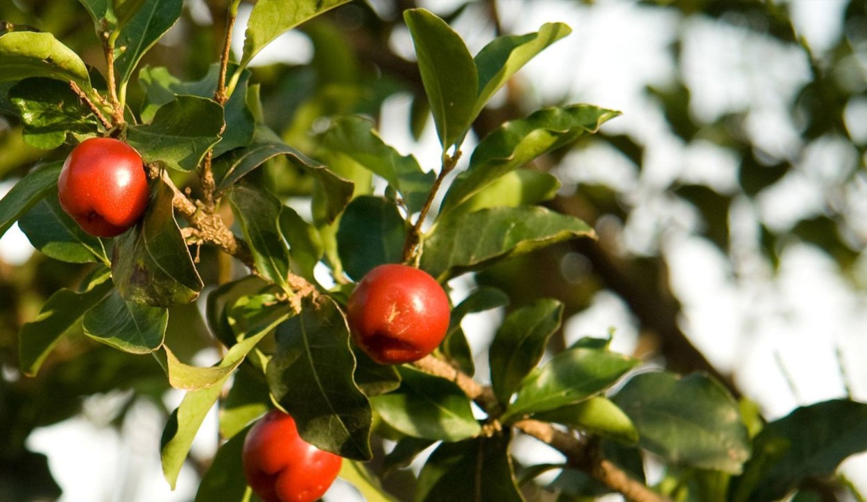 Мальпигия бонсай