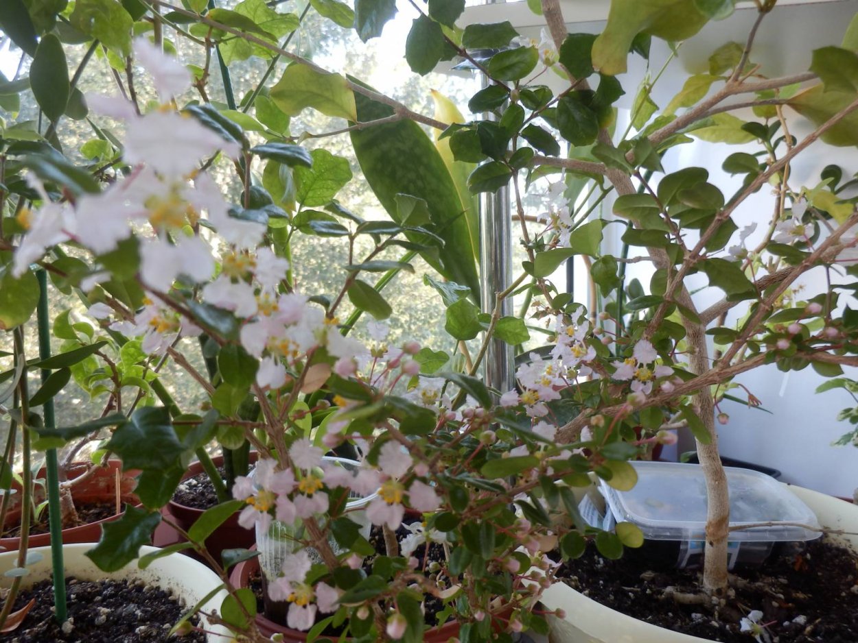 Мальпигия кокцигера