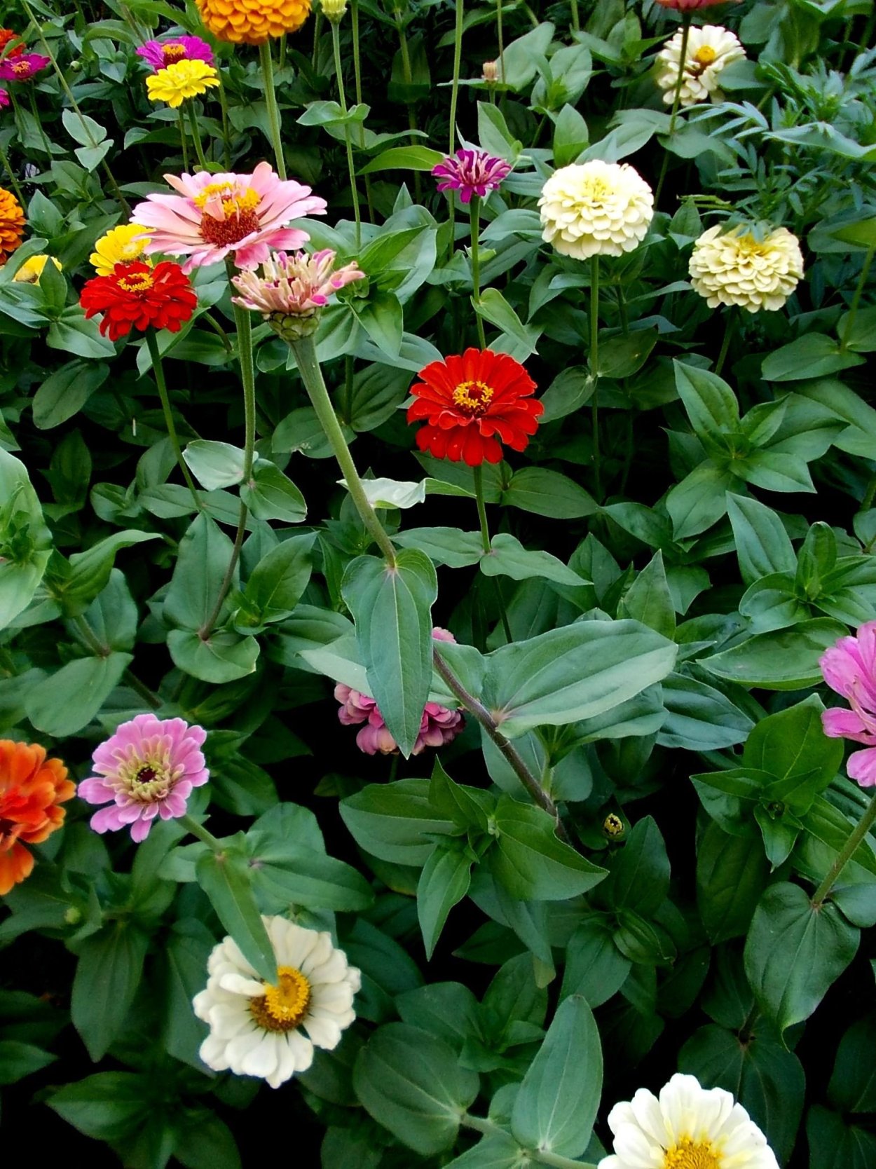 Цинния Королевский пурпур