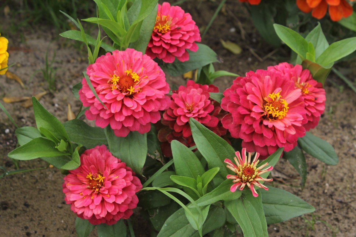 Цинния изящная (Zinnia elegans)