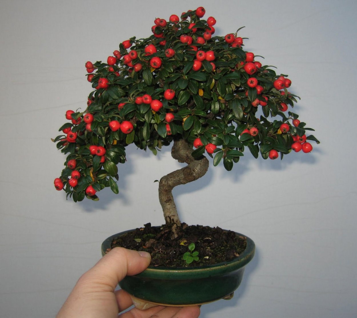 Бонсай годжи