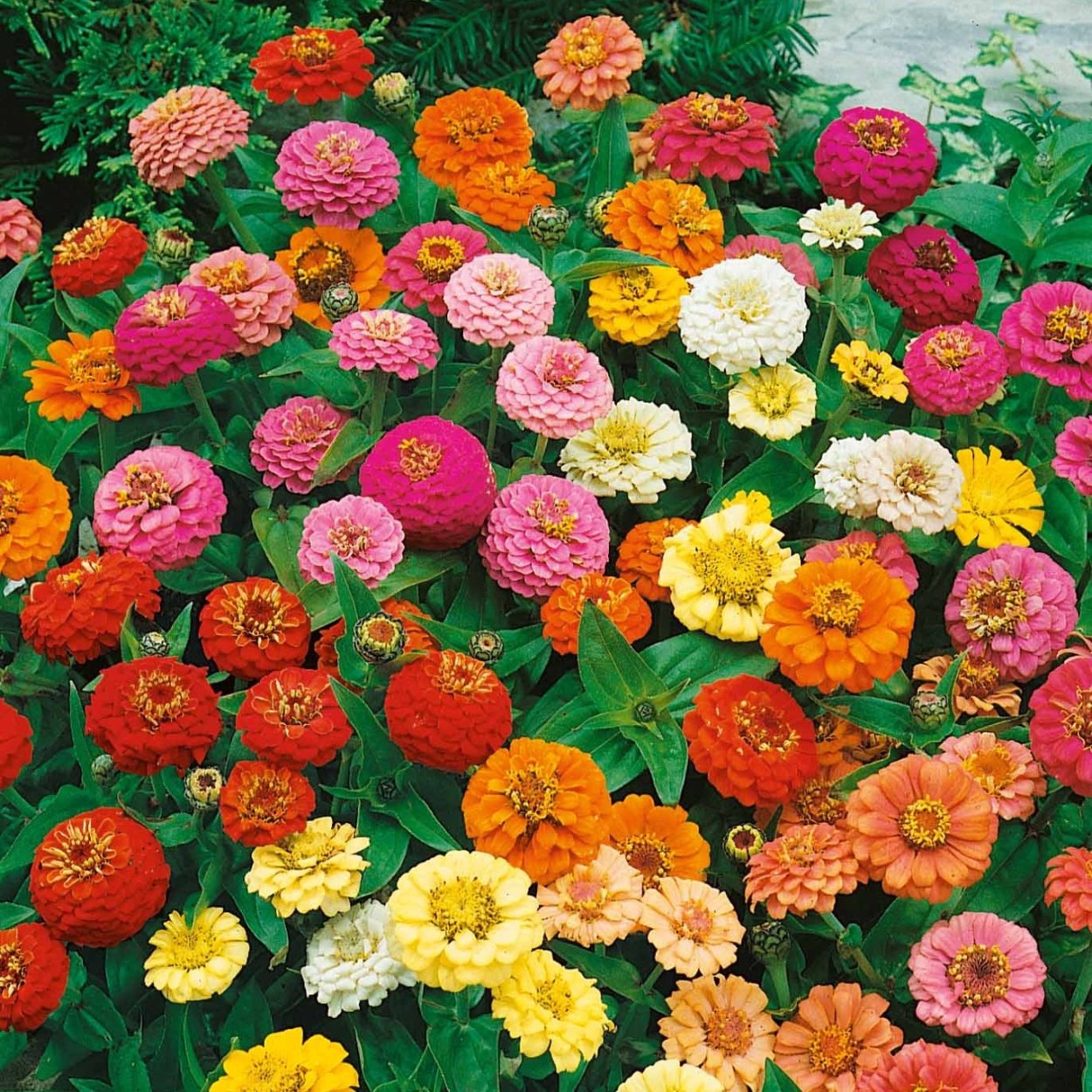 Цветы циния и майор