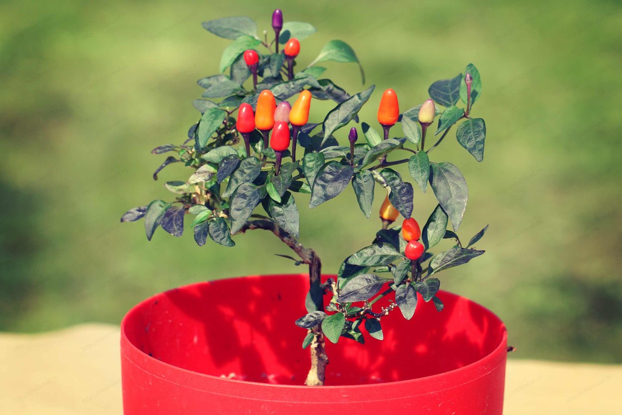 Мальпигия Абсолют барбадосской вишни