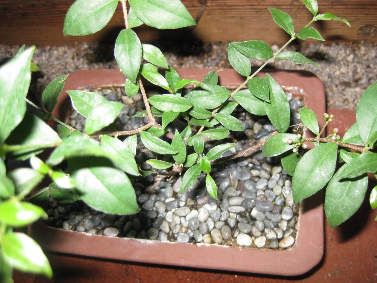 Мальпигия гранатолистная