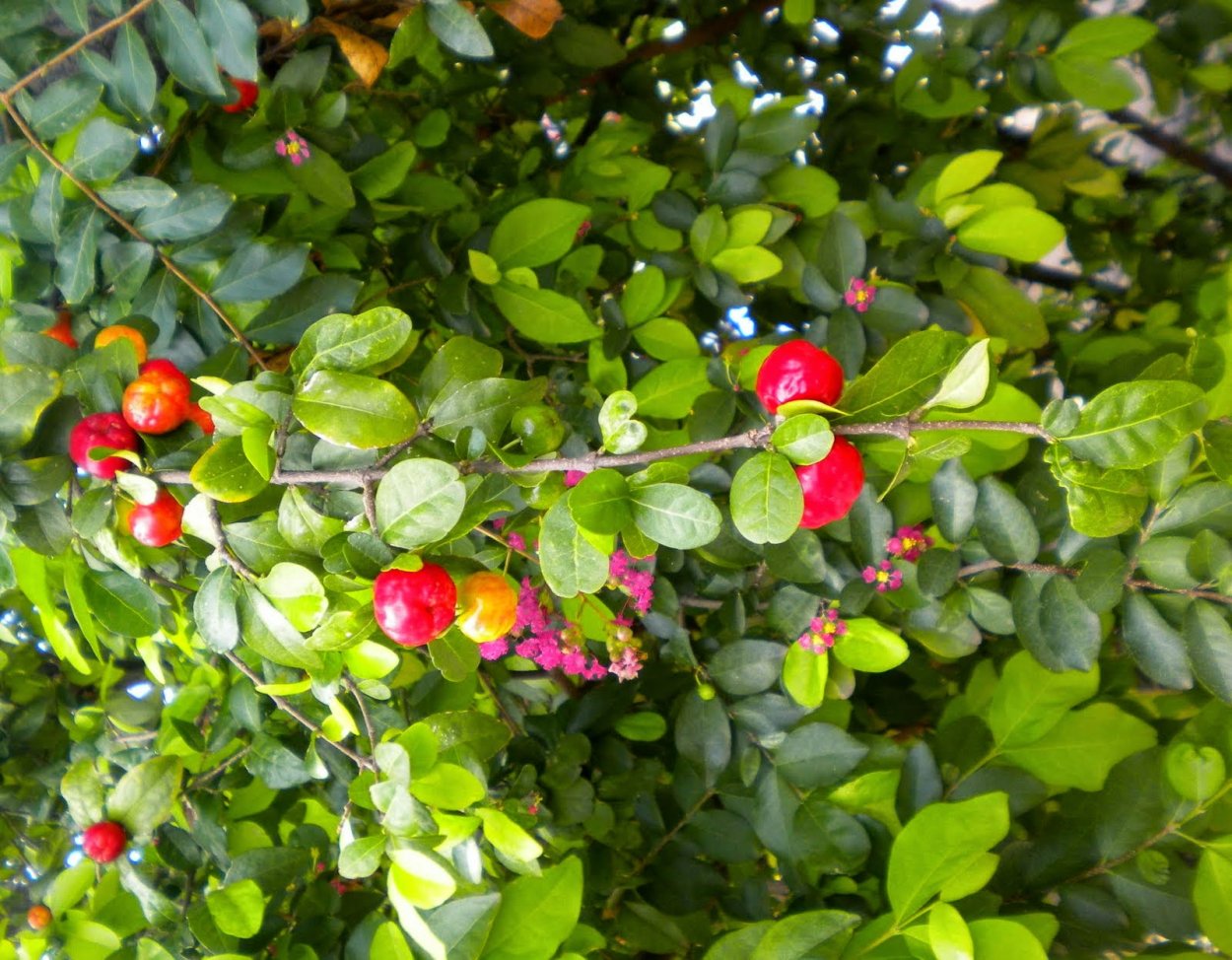 Комнатная вишня Мальпигия