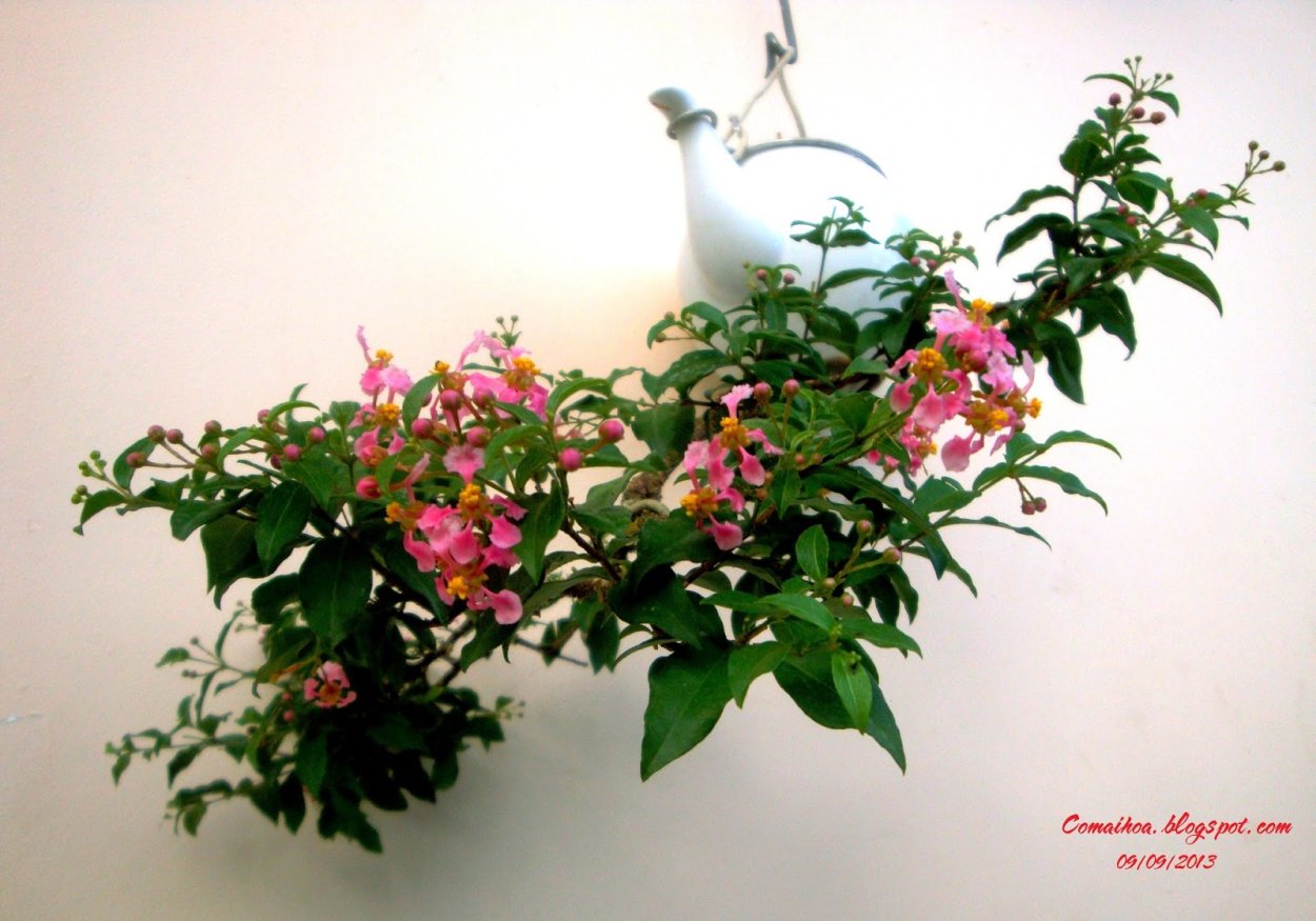 Комнатная вишня Мальпигия