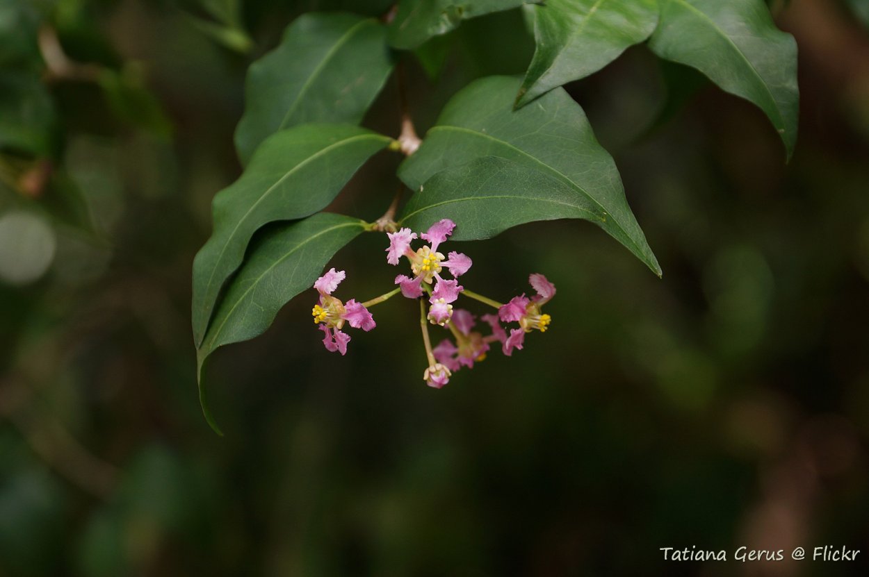 Мальпигия вариегатная