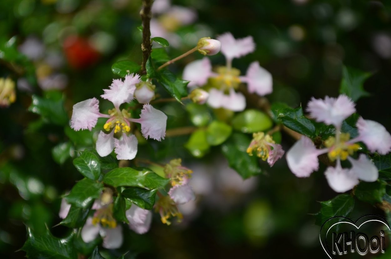 Мальпигия Багряная