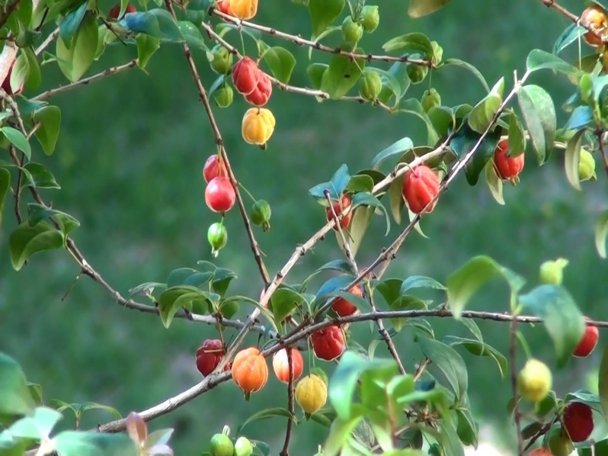 Бонсай китайская вишня