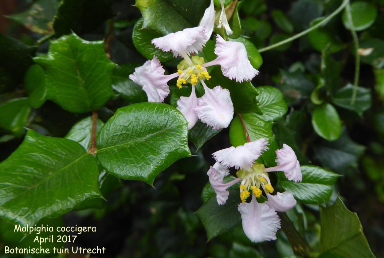 Вишня ацерола