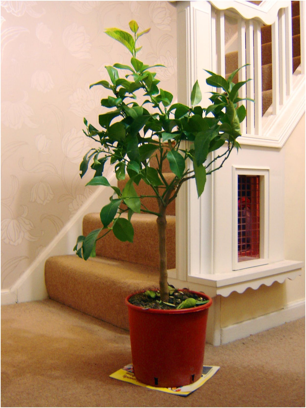 Мальпигия вариегатная