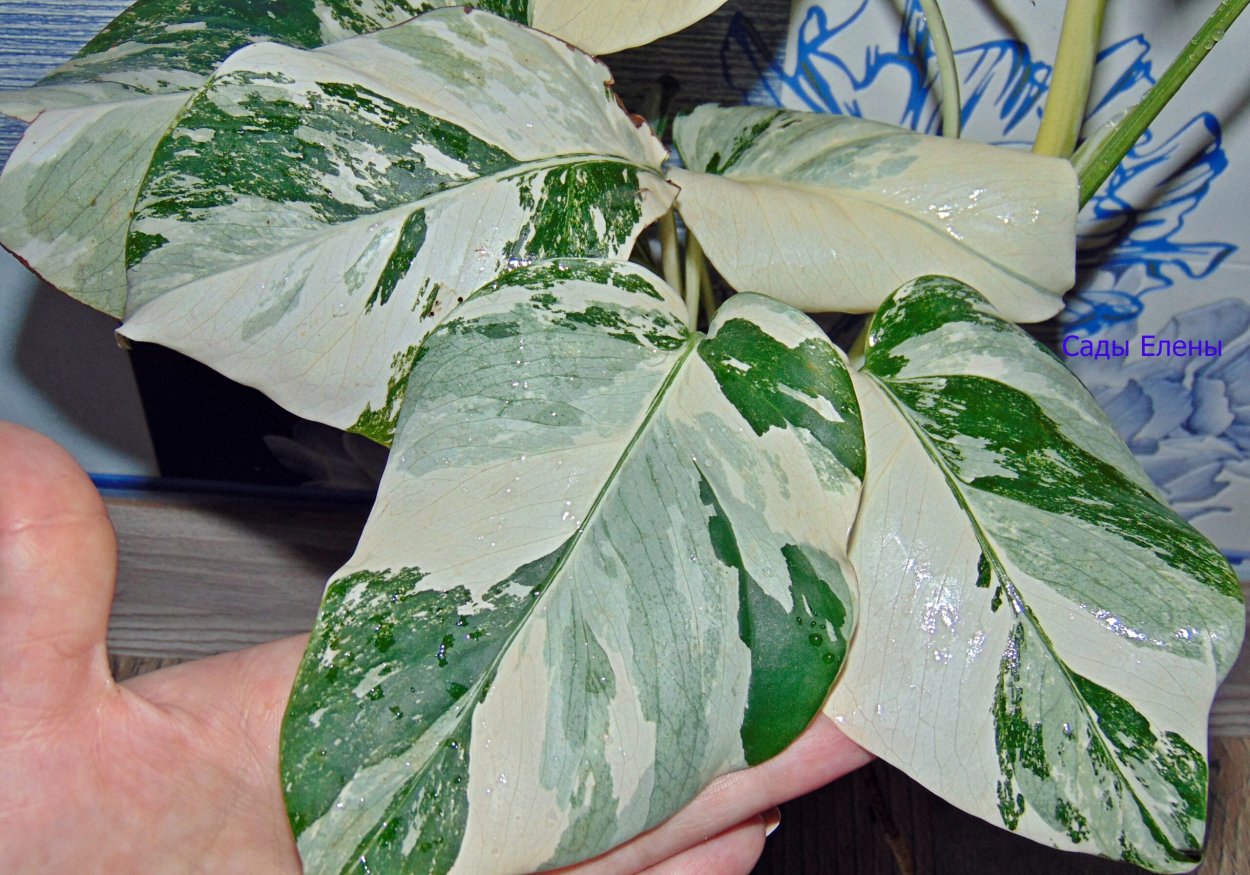 Монстера Кобра с белой вариегатностью
