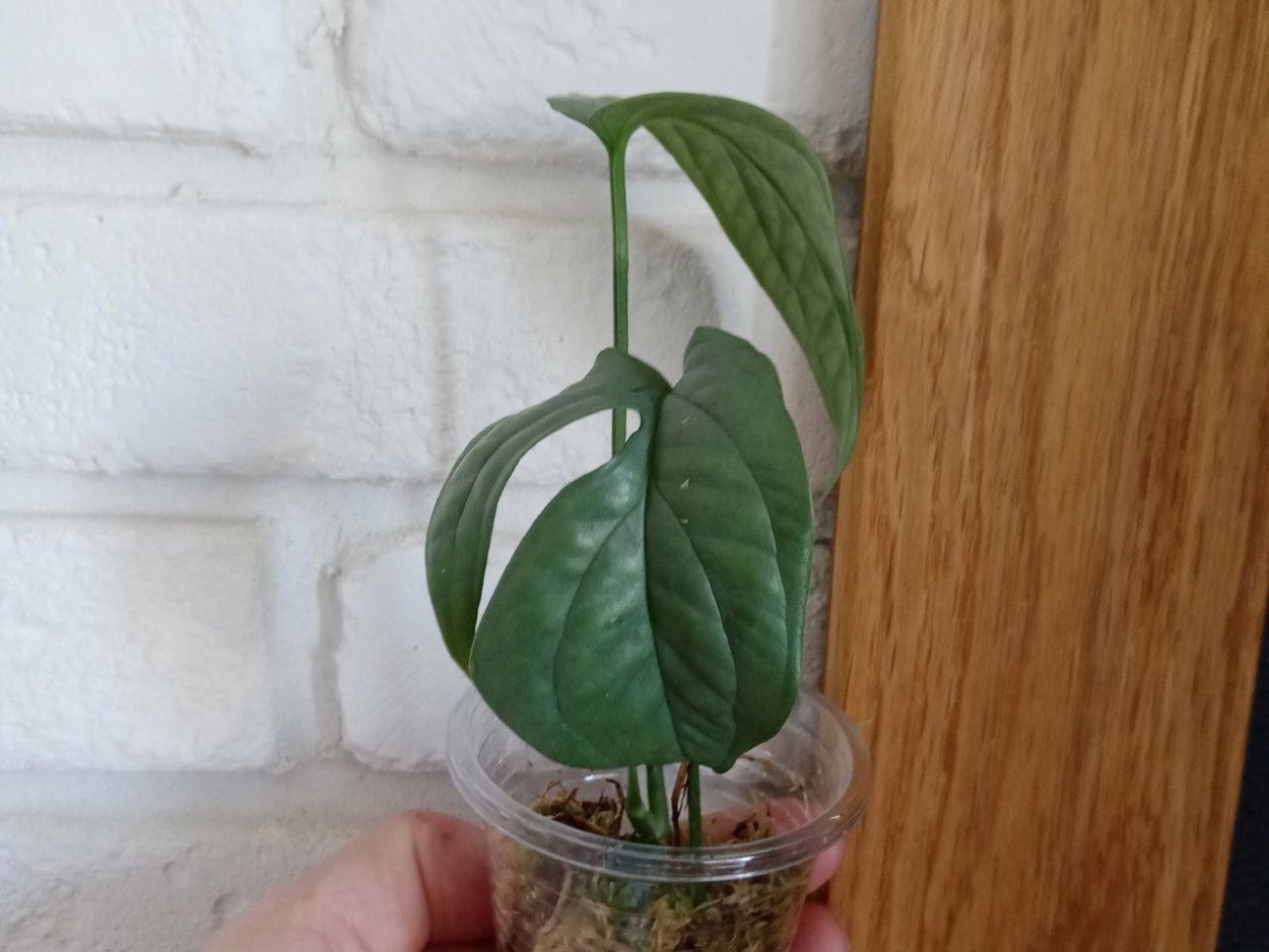 Амидриум Спайдермен Блю