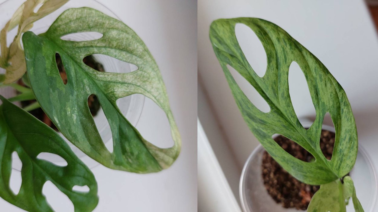 Монстера Alba variegata