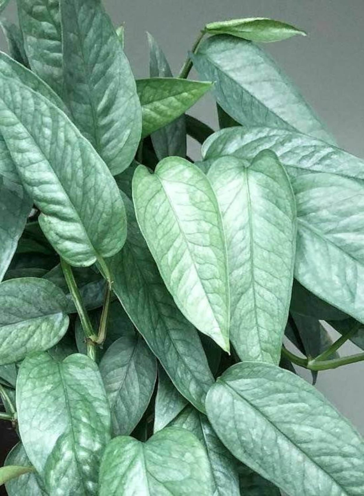 Эпипремнум Себу Блю