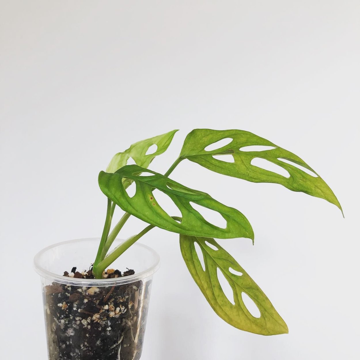 Монстера Адансона Monstera adansonii