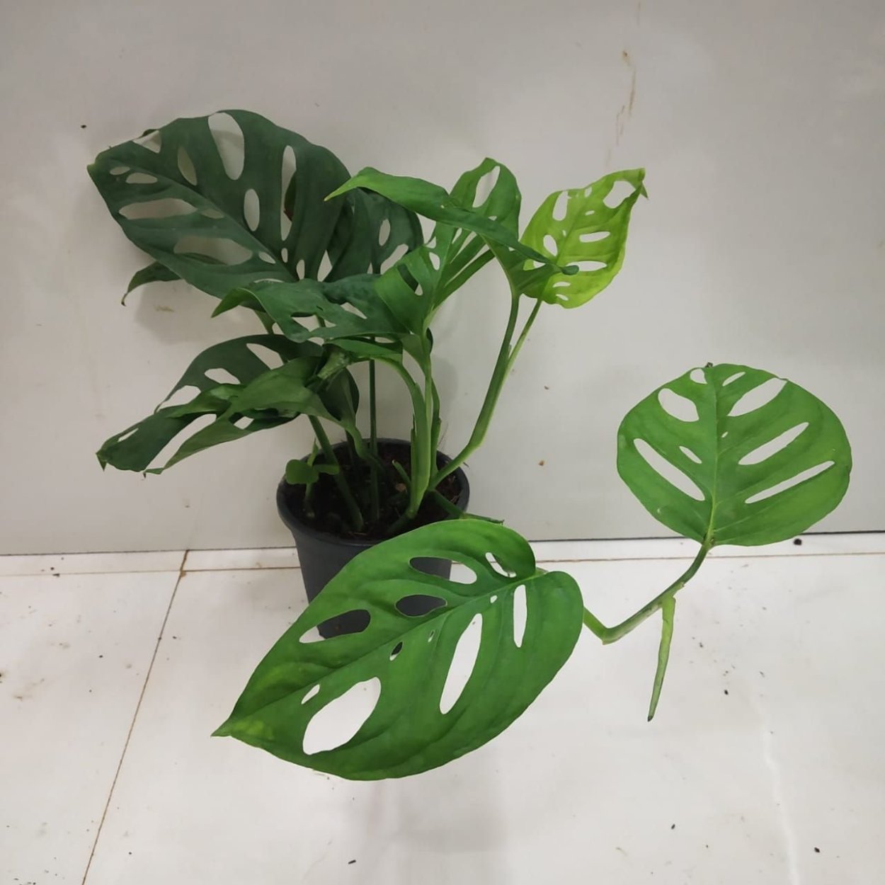 Hand painted Noise Green Leaf element Monstera decoration
