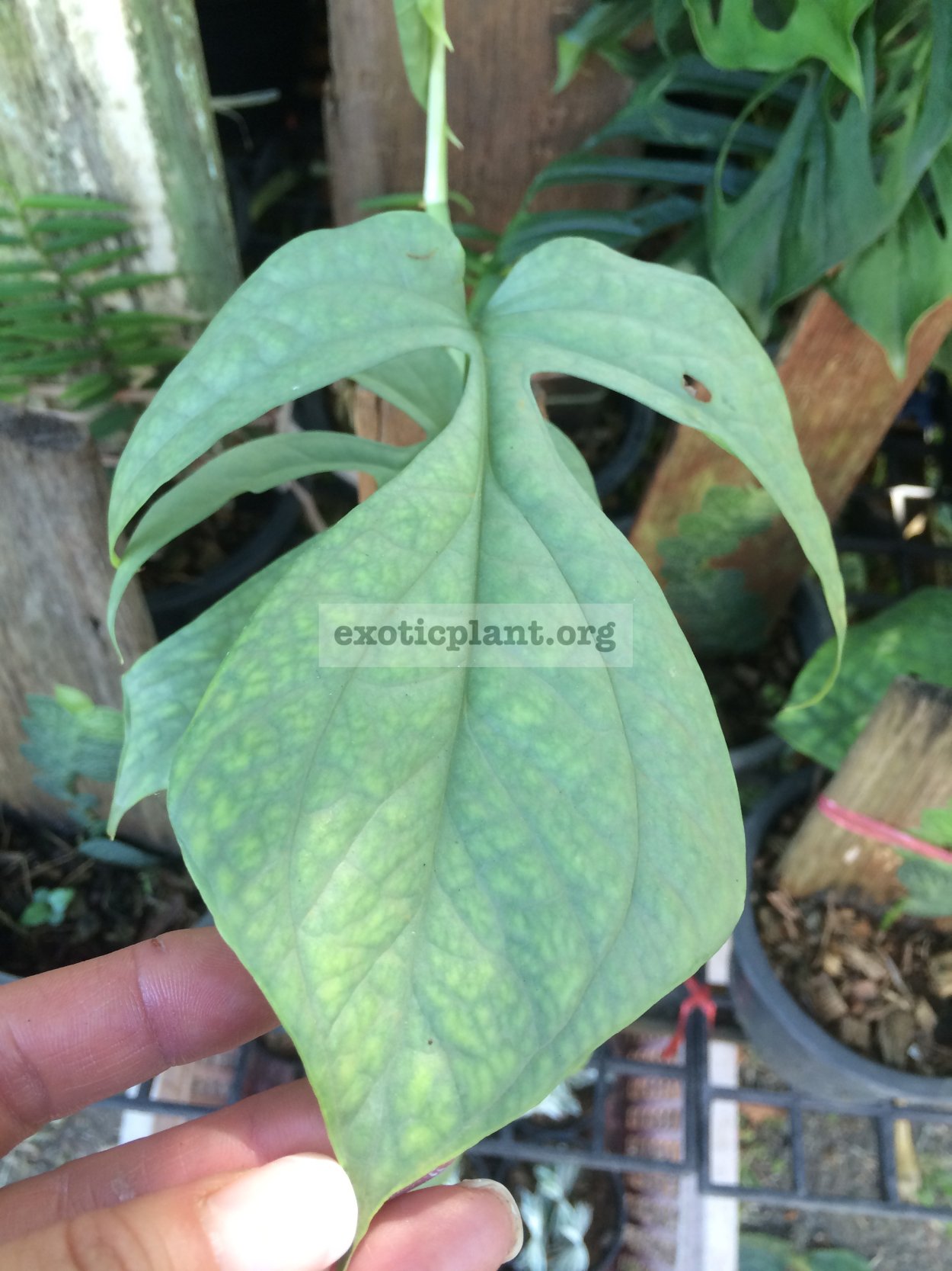 Монстера Bangsaphan Blue