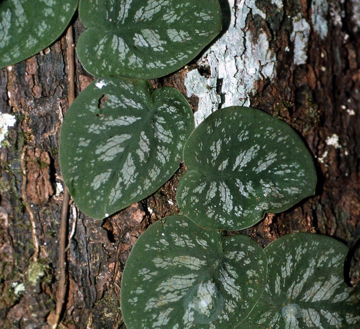 Монстера дубиа