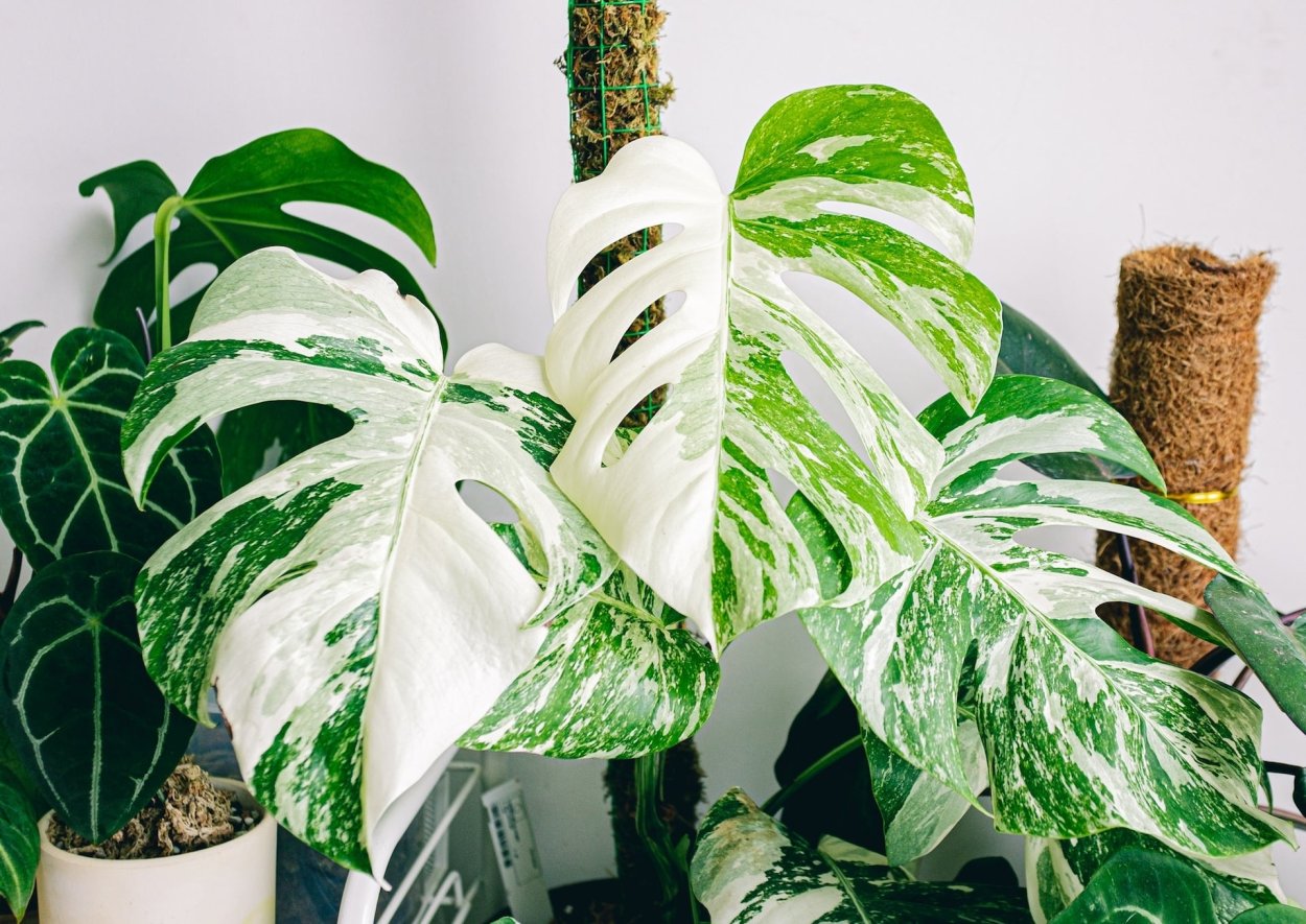 Тропические лист Monstera