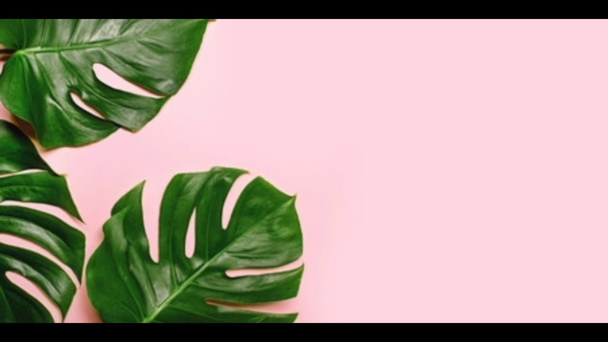 Монстера obliqua Monkey Leaf