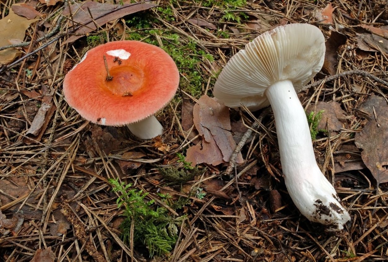 Сыроежка Мэйра Russula Nobilis