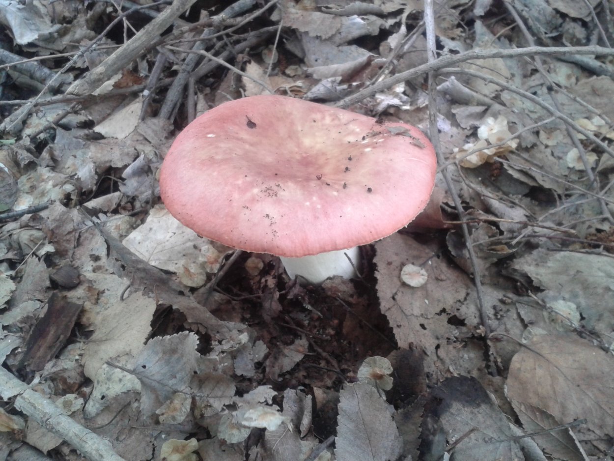 Russula vesca – сыроежка пищевая