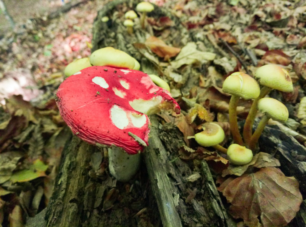 Russula vesca – сыроежка пищевая