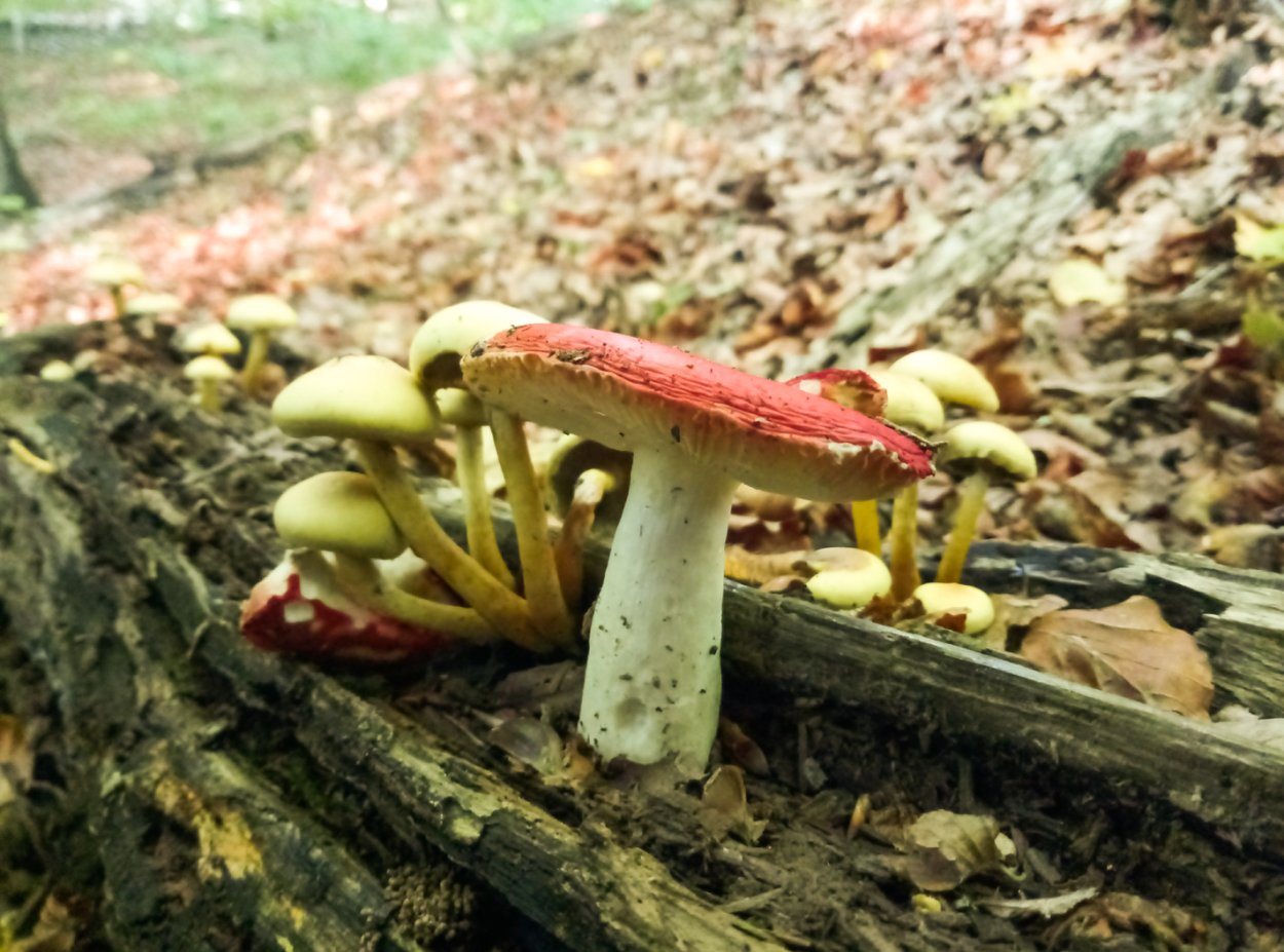 Сыроежка кроваво-красная