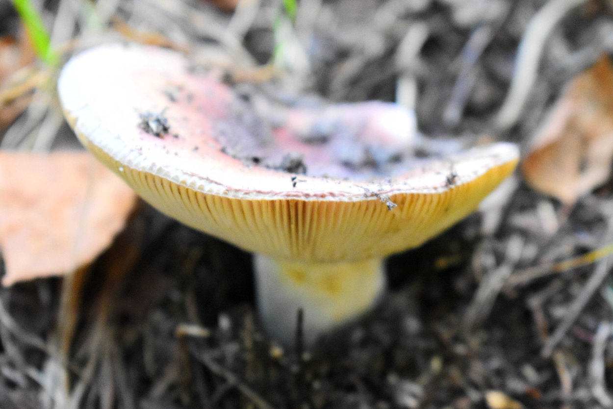 Сыроежка сардониксовая Russula Sardonia