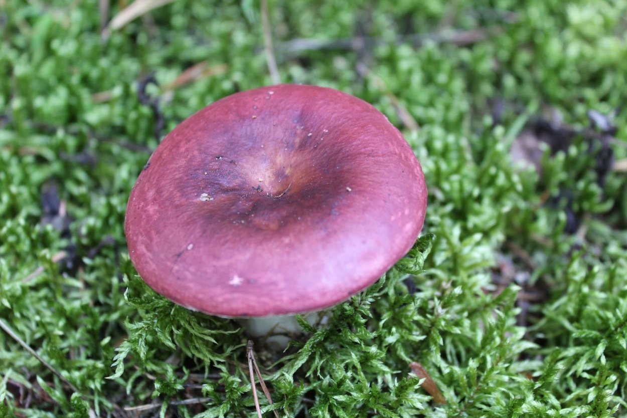 Сабвуфер FBT LS 61a