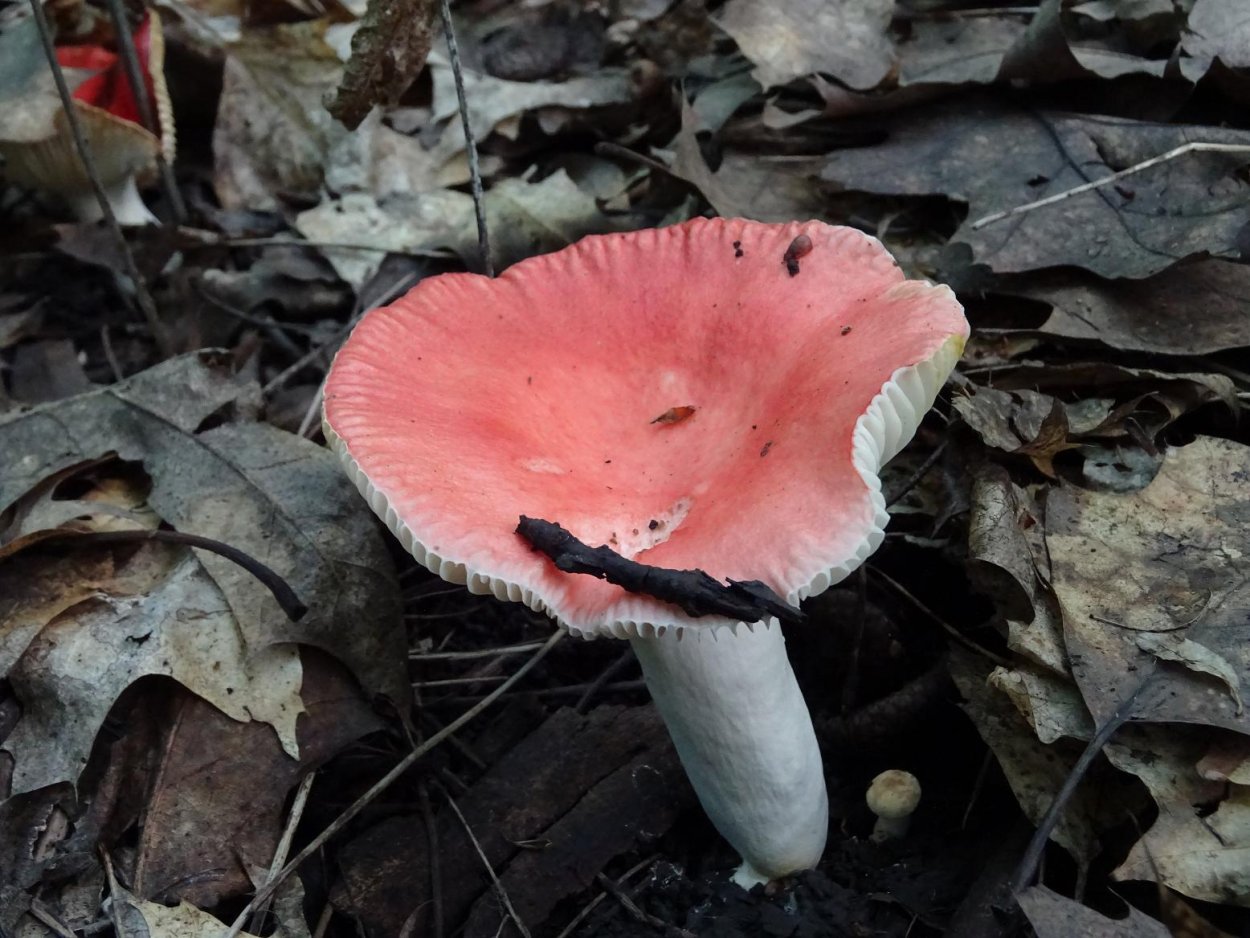 Сыроежка гладкокожая