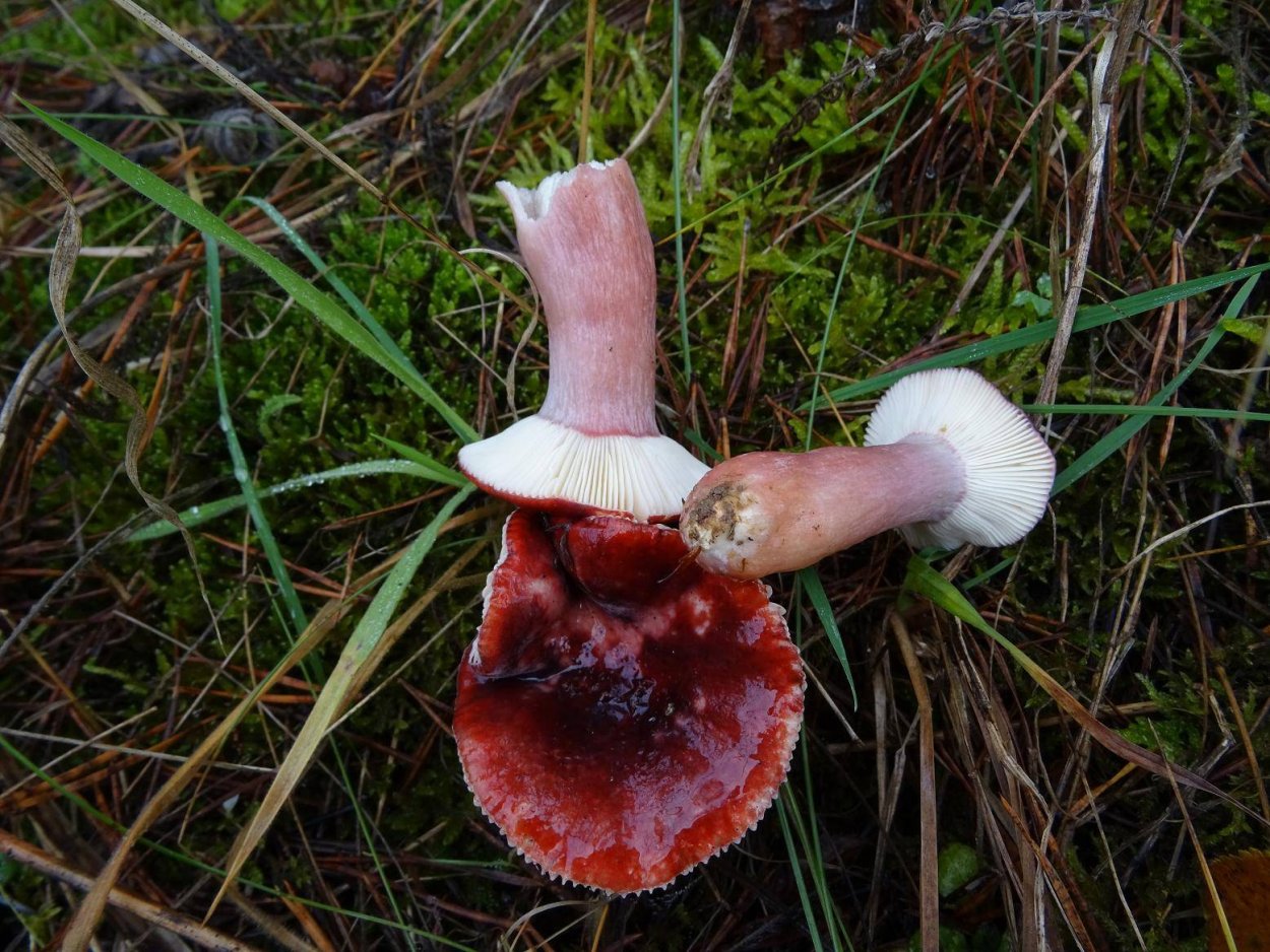 Сыроежка волнистая Russula bresadolae